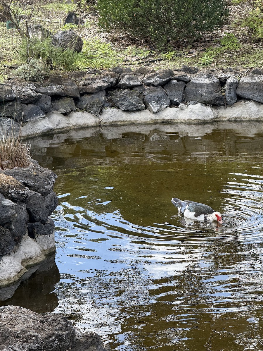 Muscovy Duck (Domestic type) - ML646301482