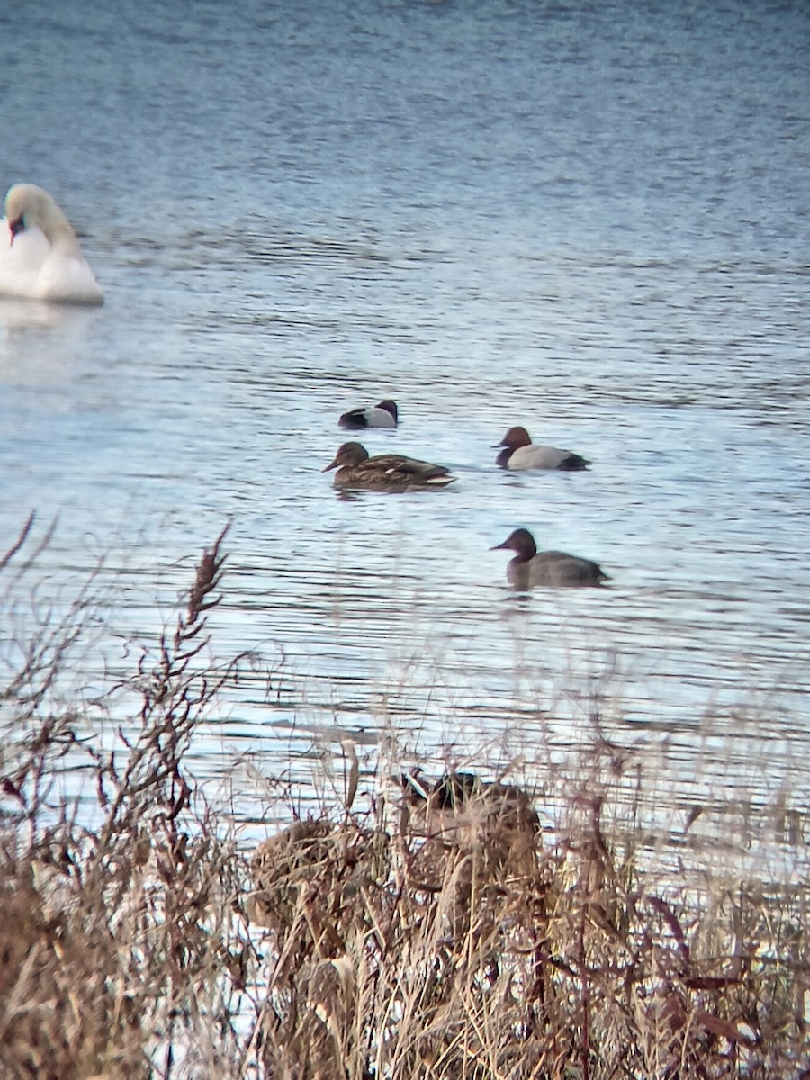 Common Pochard - ML646301485
