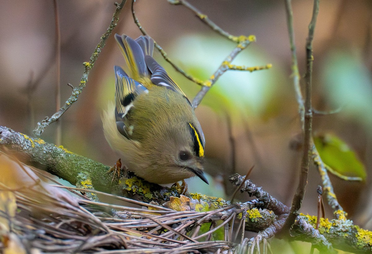 Goldcrest - ML646301486
