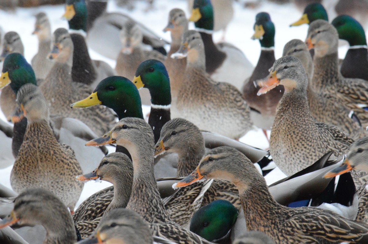 kachna divoká - ML646301488