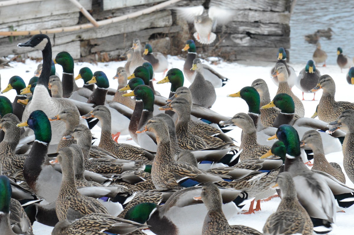 Mallard - ML646301489