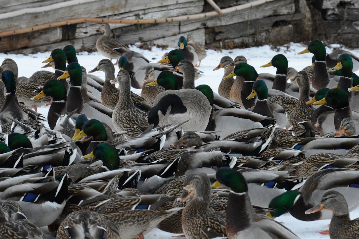 Mallard - ML646301491