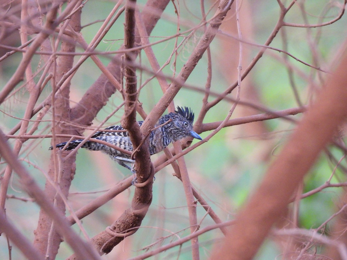 Barred Antshrike (Barred) - ML646301496