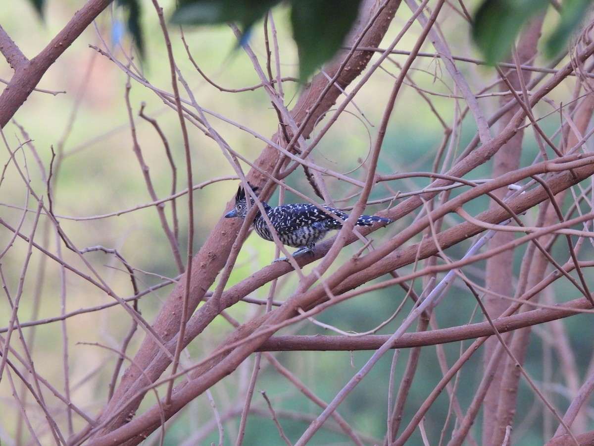 Barred Antshrike (Barred) - ML646301498