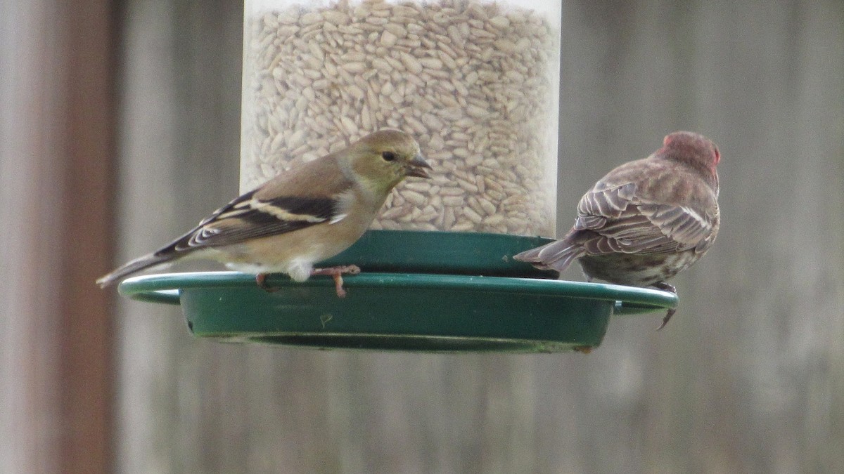 American Goldfinch - ML646301499