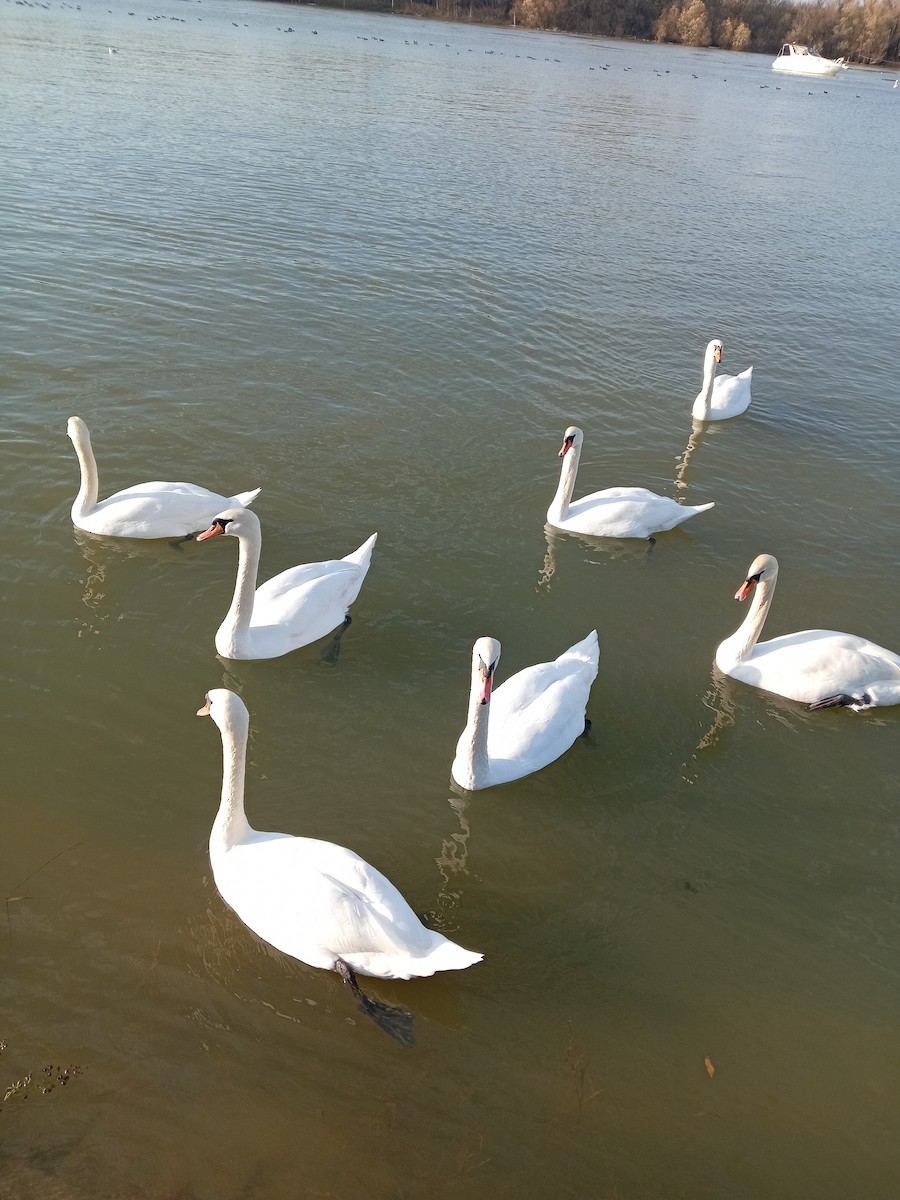 Mute Swan - ML646301500