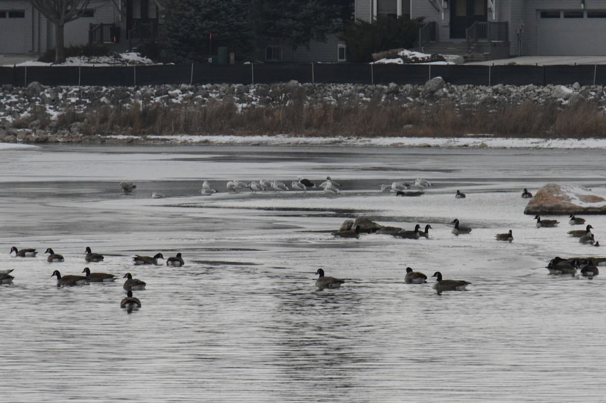 Great Black-backed Gull - ML646301501