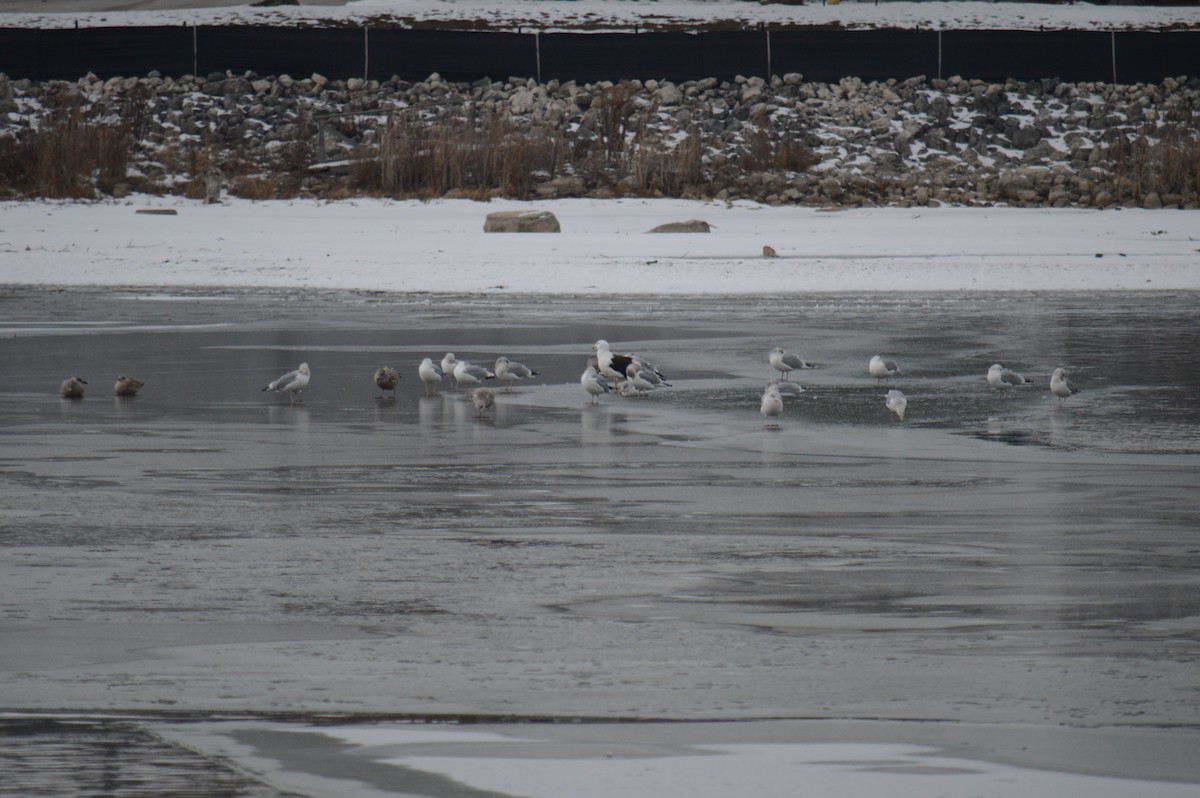 Great Black-backed Gull - ML646301502