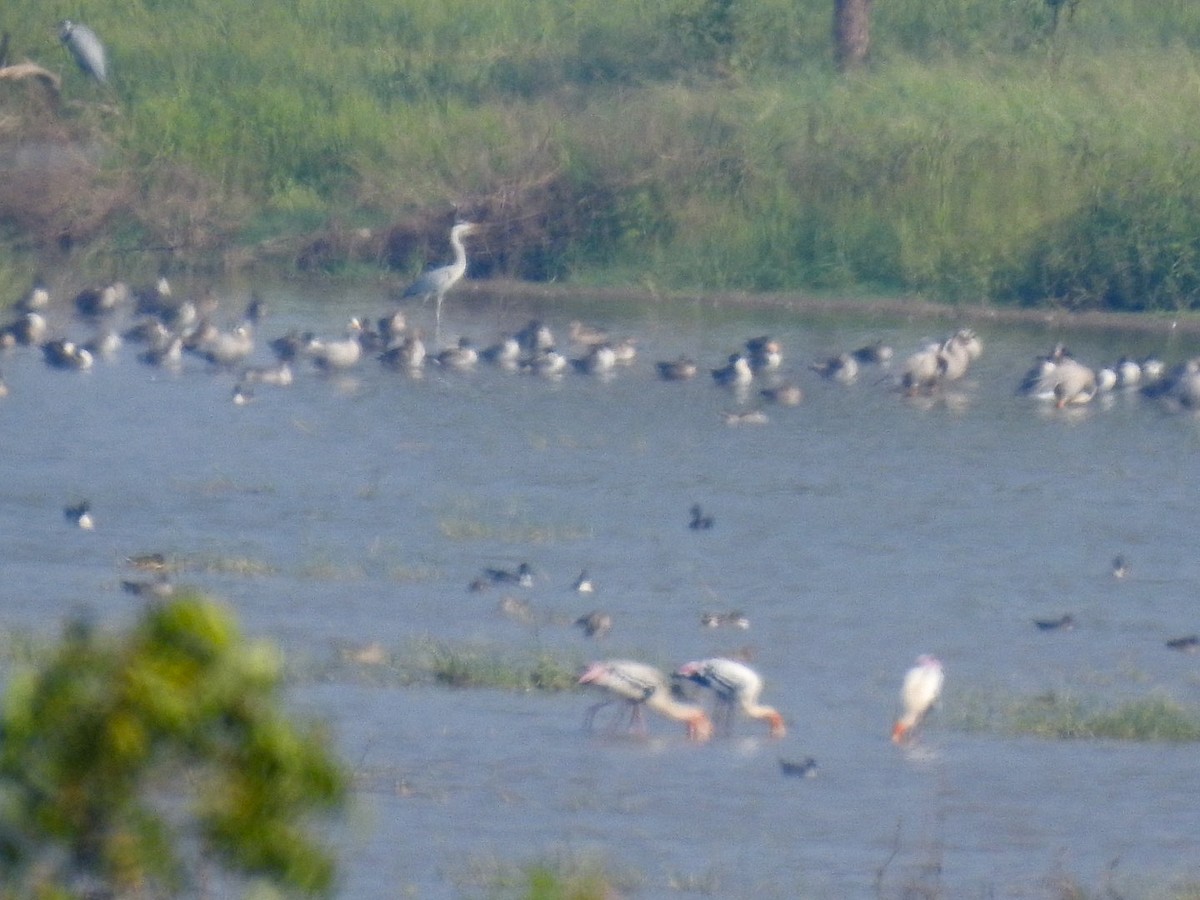 Painted Stork - ML646301503