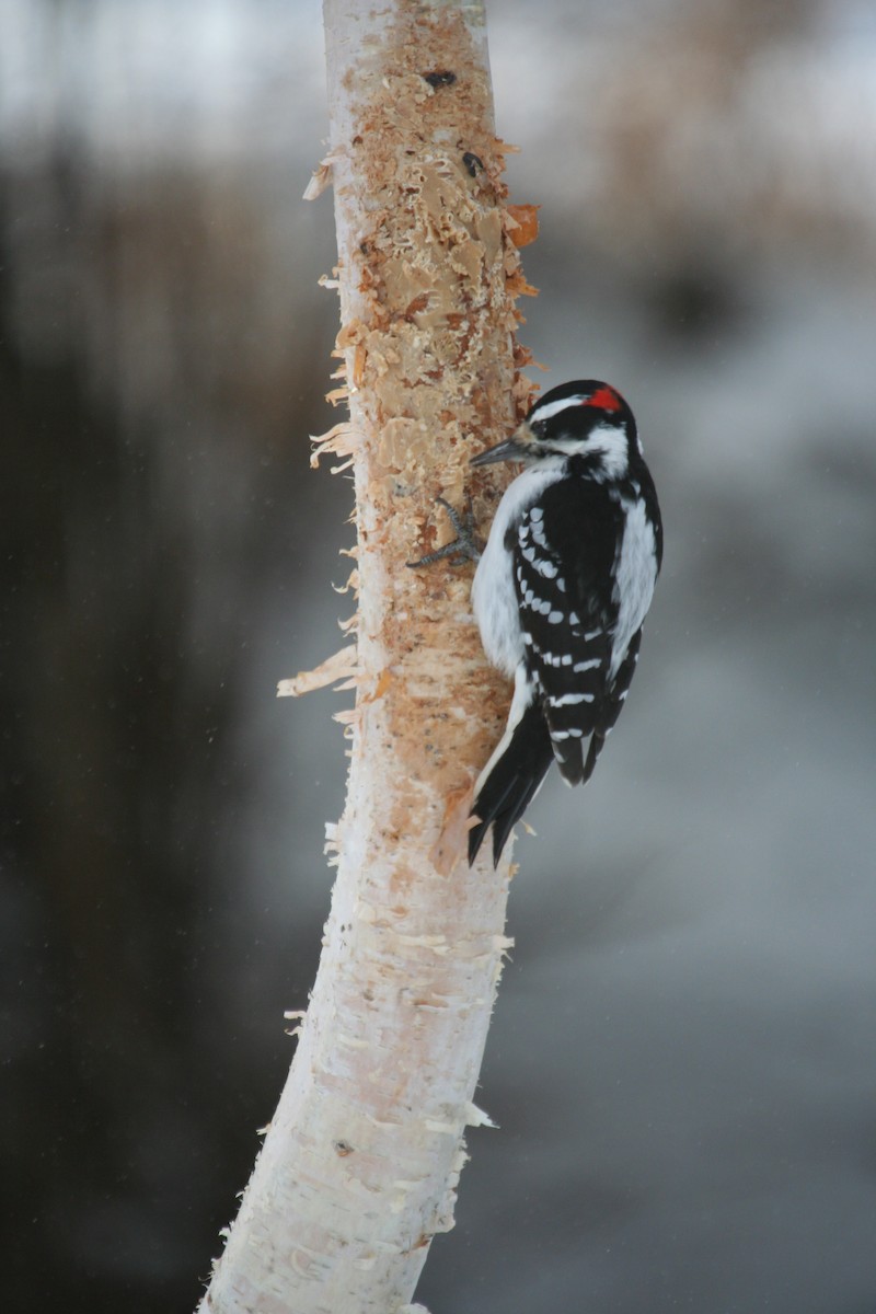 Hairy Woodpecker - ML646301504