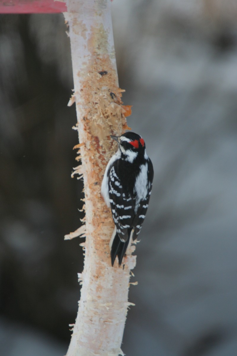 Hairy Woodpecker - ML646301506