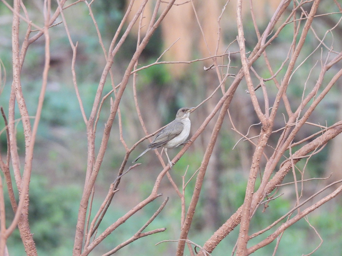 Creamy-bellied Thrush - ML646301507