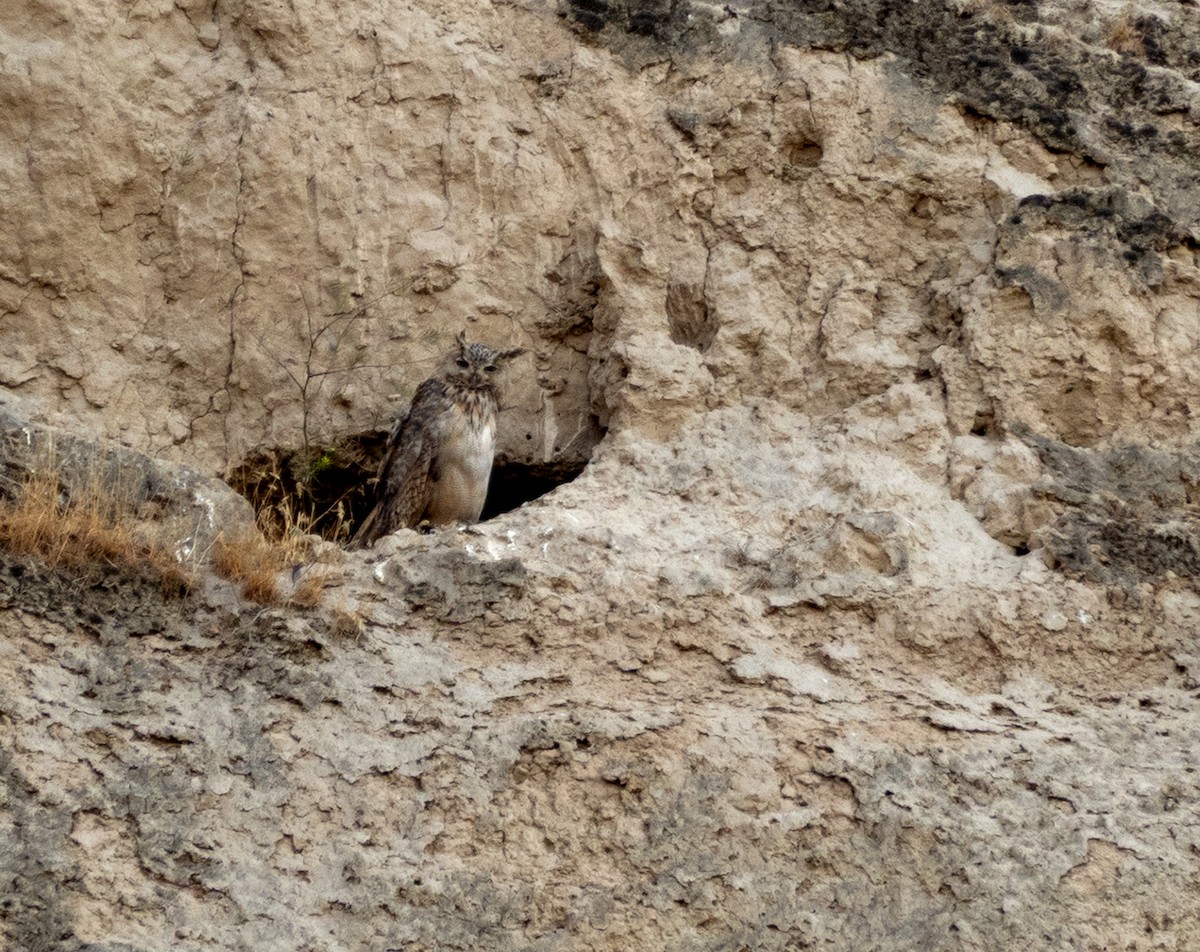 Eurasian Eagle-Owl - ML646301510