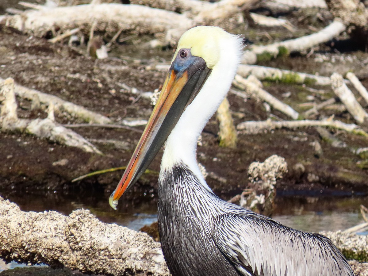 Brown Pelican - ML646301511