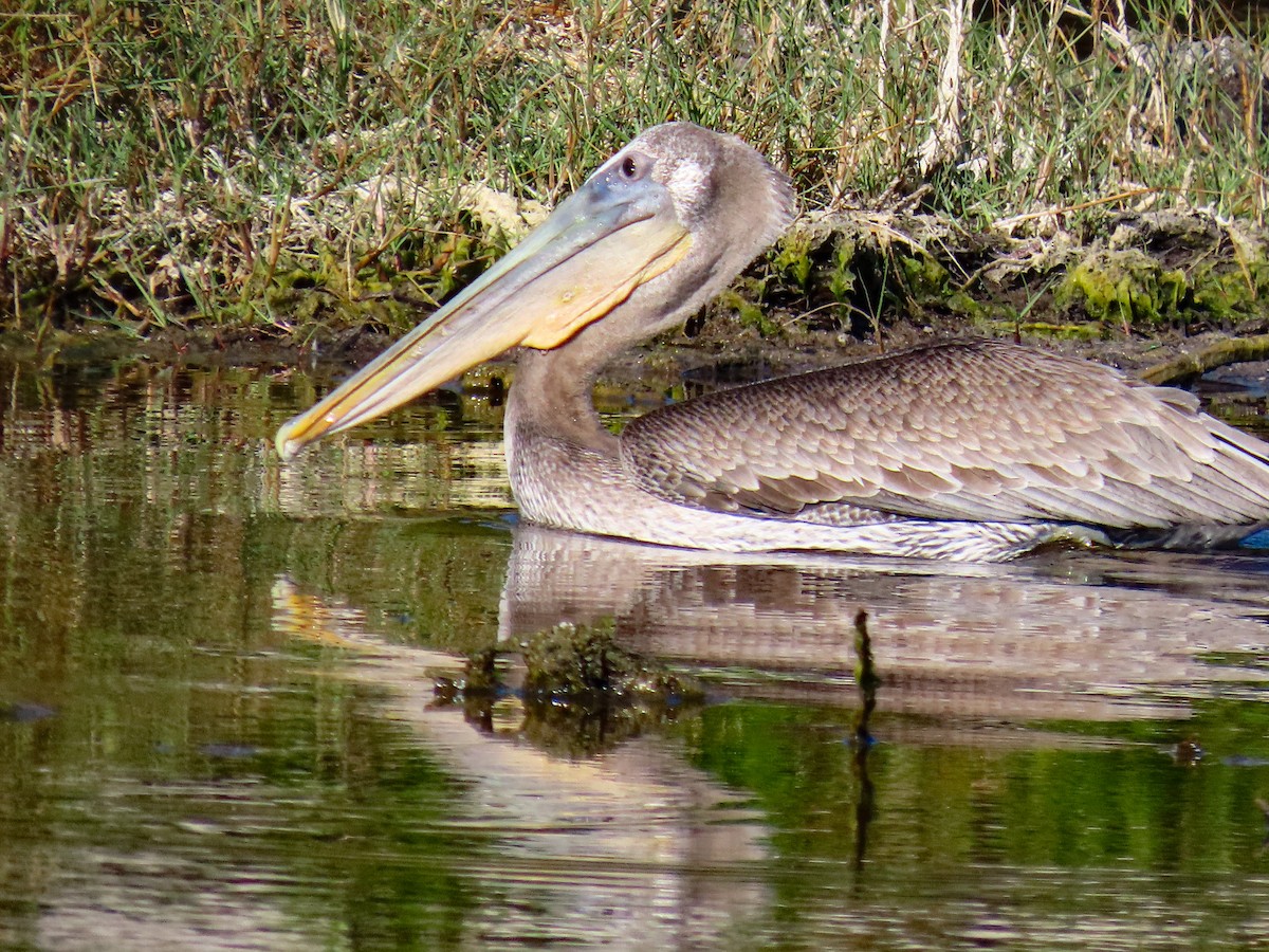 Brown Pelican - ML646301512