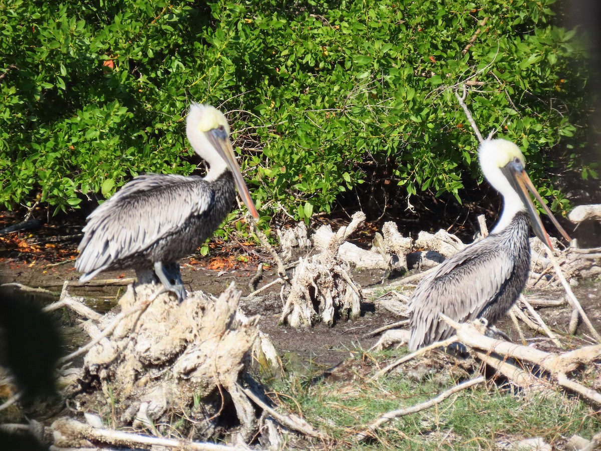 Brown Pelican - ML646301513