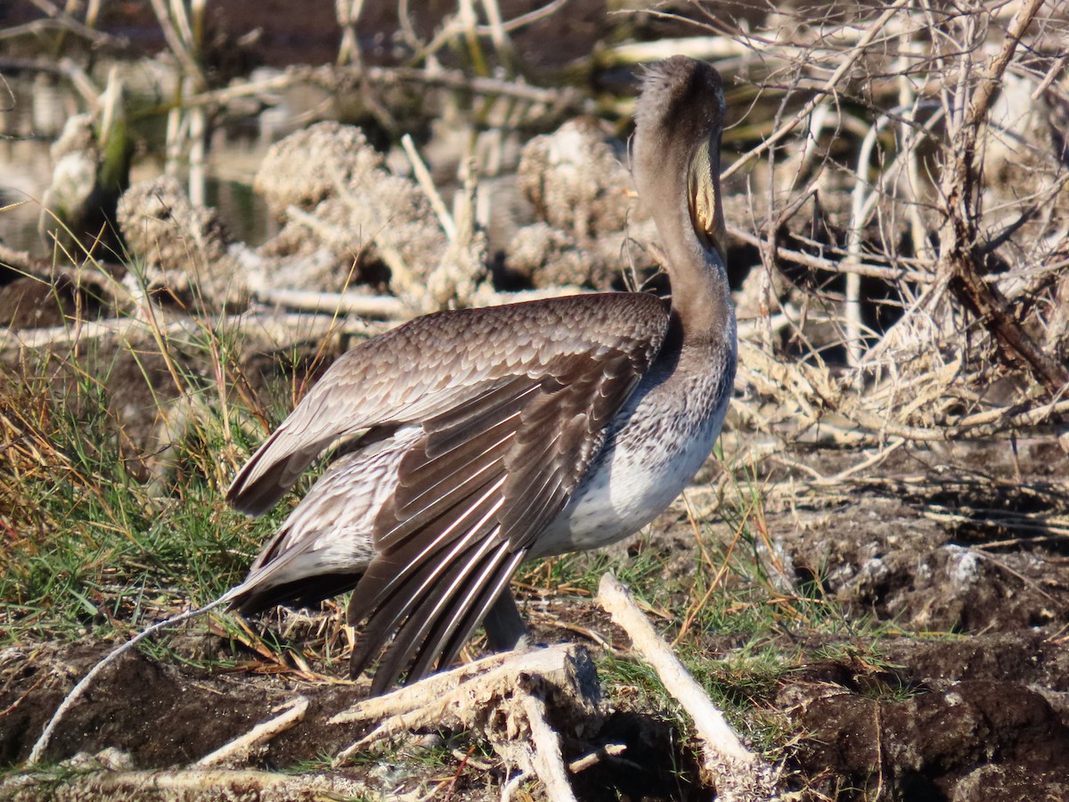 Brown Pelican - ML646301514