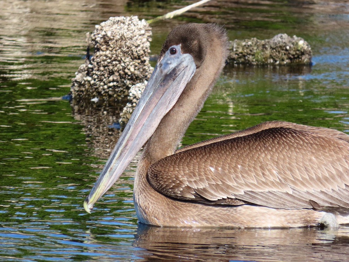 Brown Pelican - ML646301515