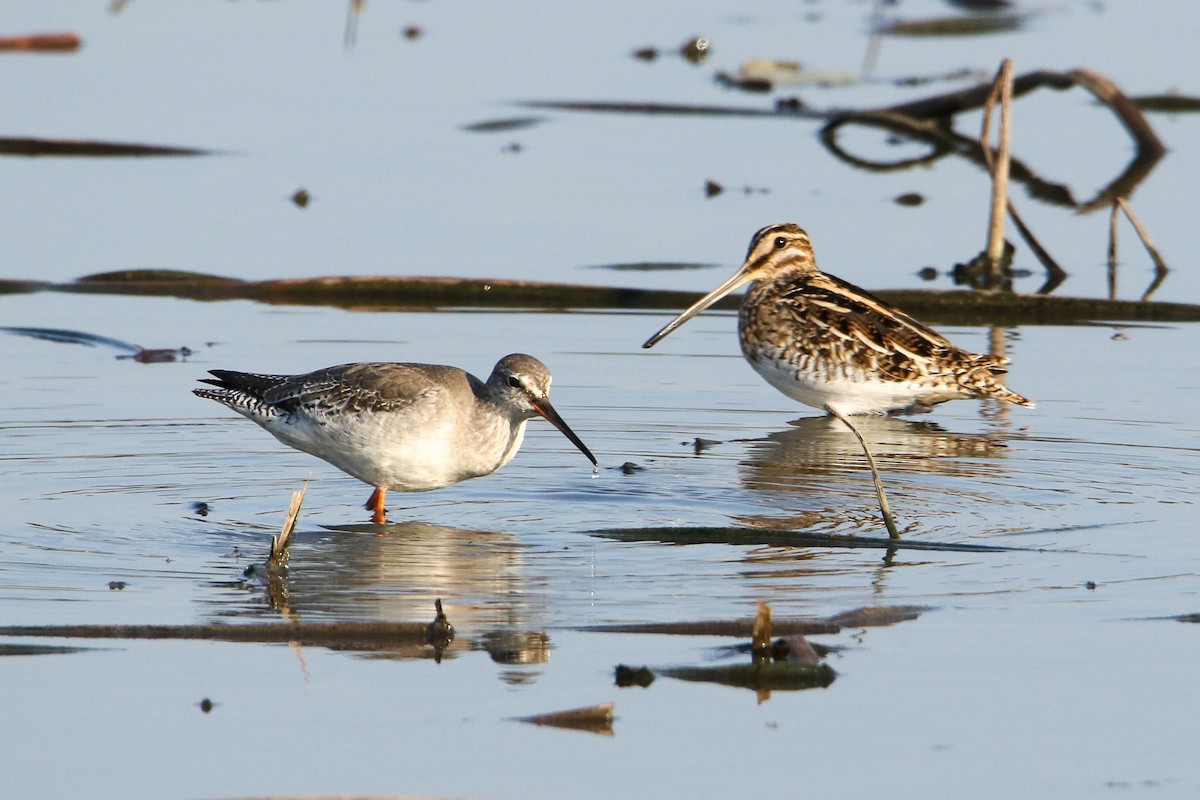 Common Snipe - ML646301517