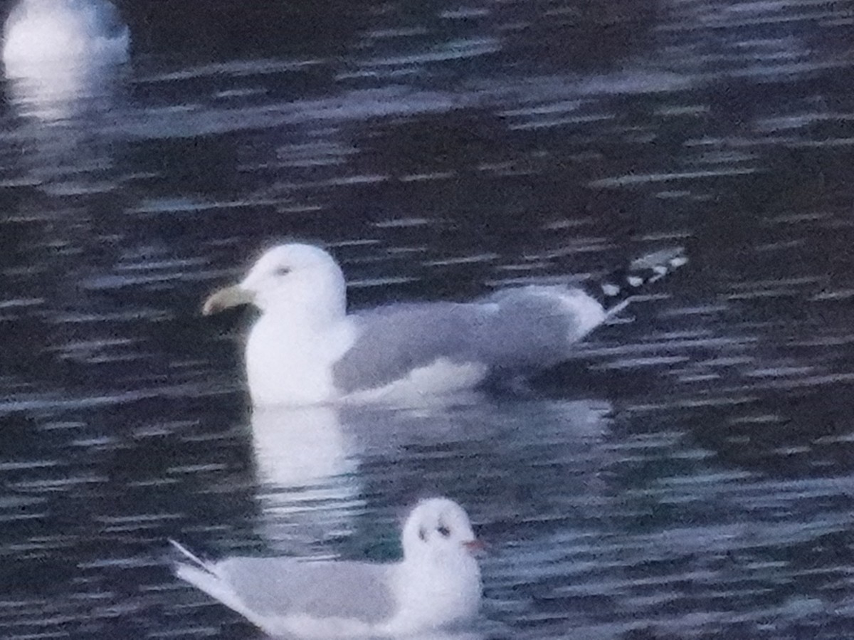 Caspian Gull - ML646301518