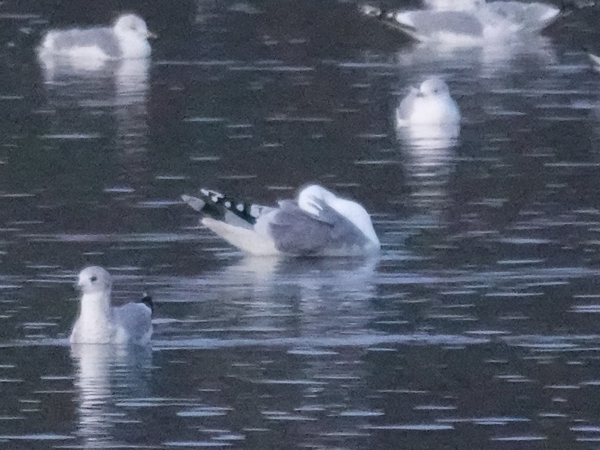 Caspian Gull - ML646301519