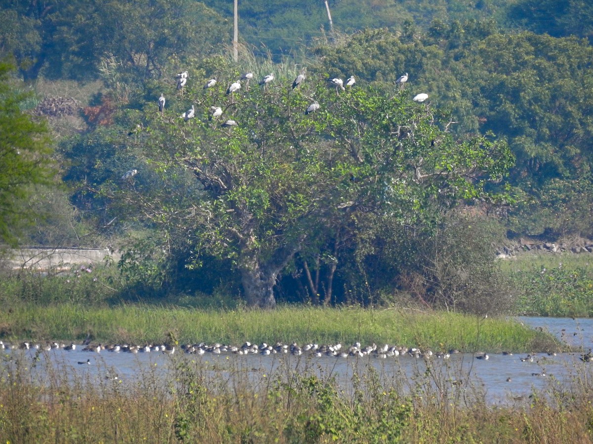 Asian Openbill - ML646301520