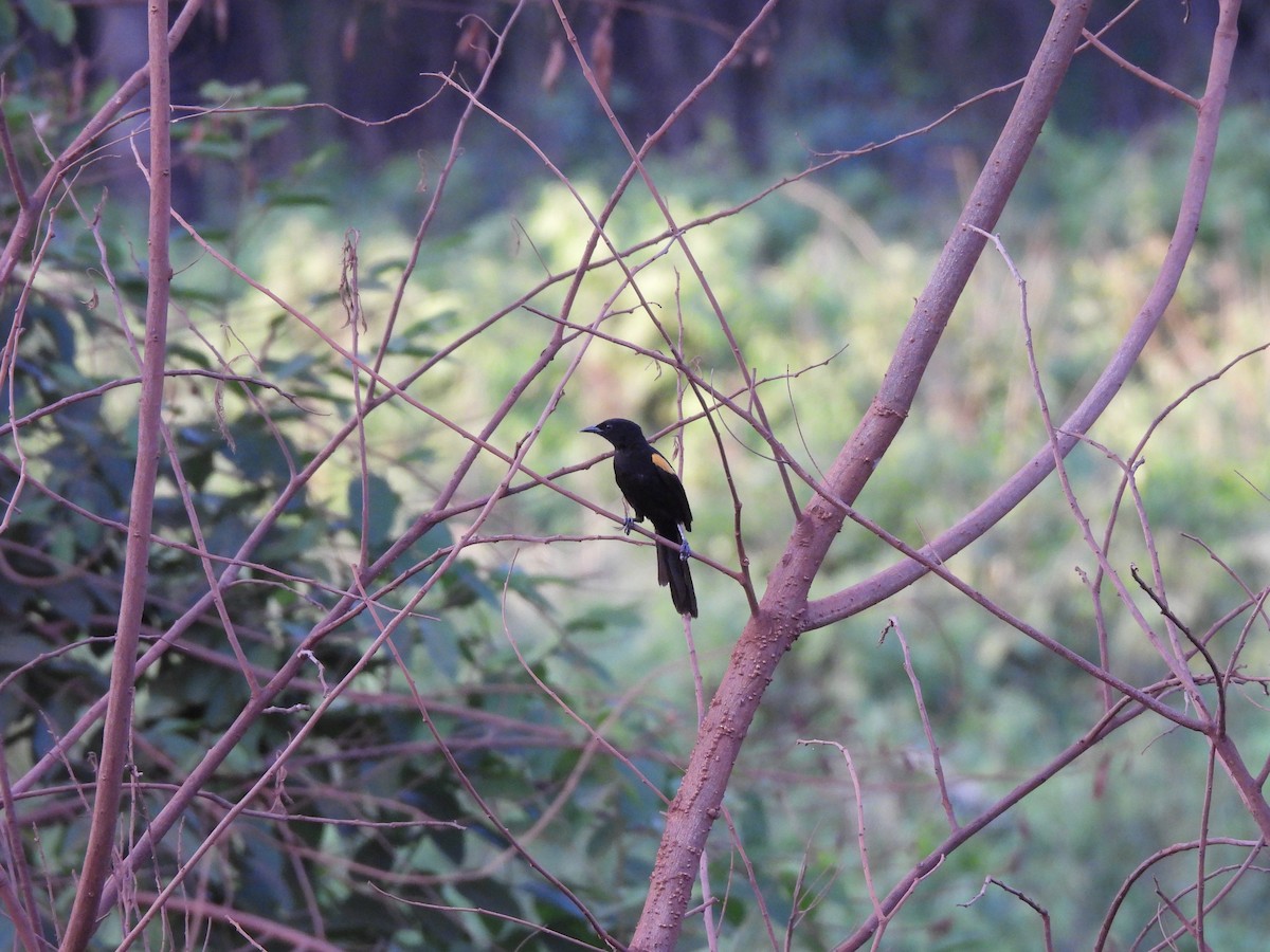 Variable Oriole - ML646301523