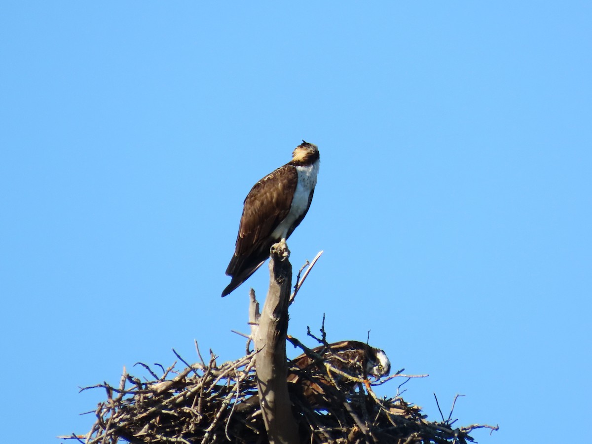 Osprey - ML646301524