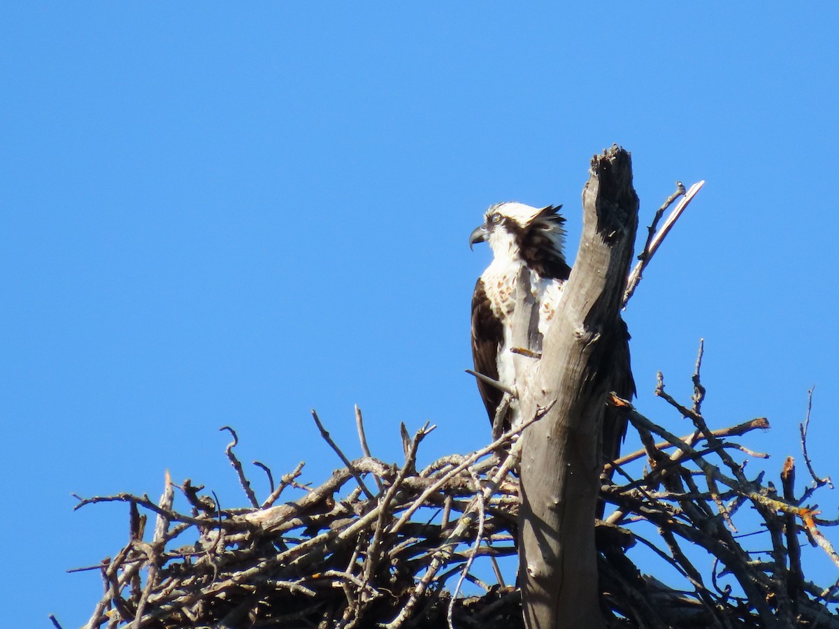 Osprey - ML646301525