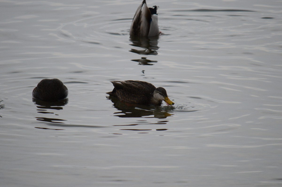 kachna tmavá - ML646301526