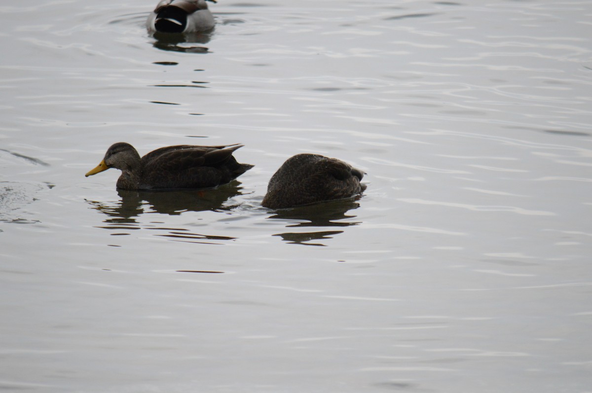 American Black Duck - ML646301527