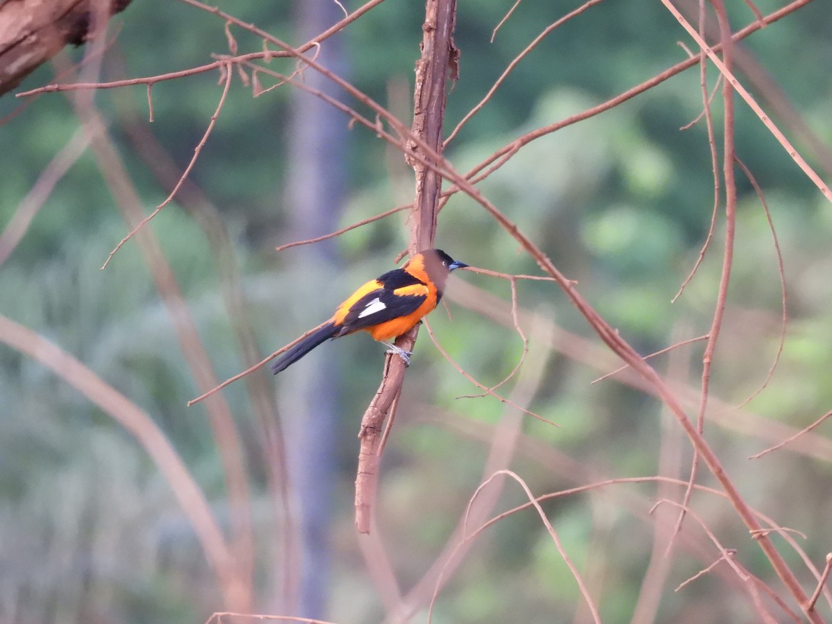 Campo Troupial - ML646301528