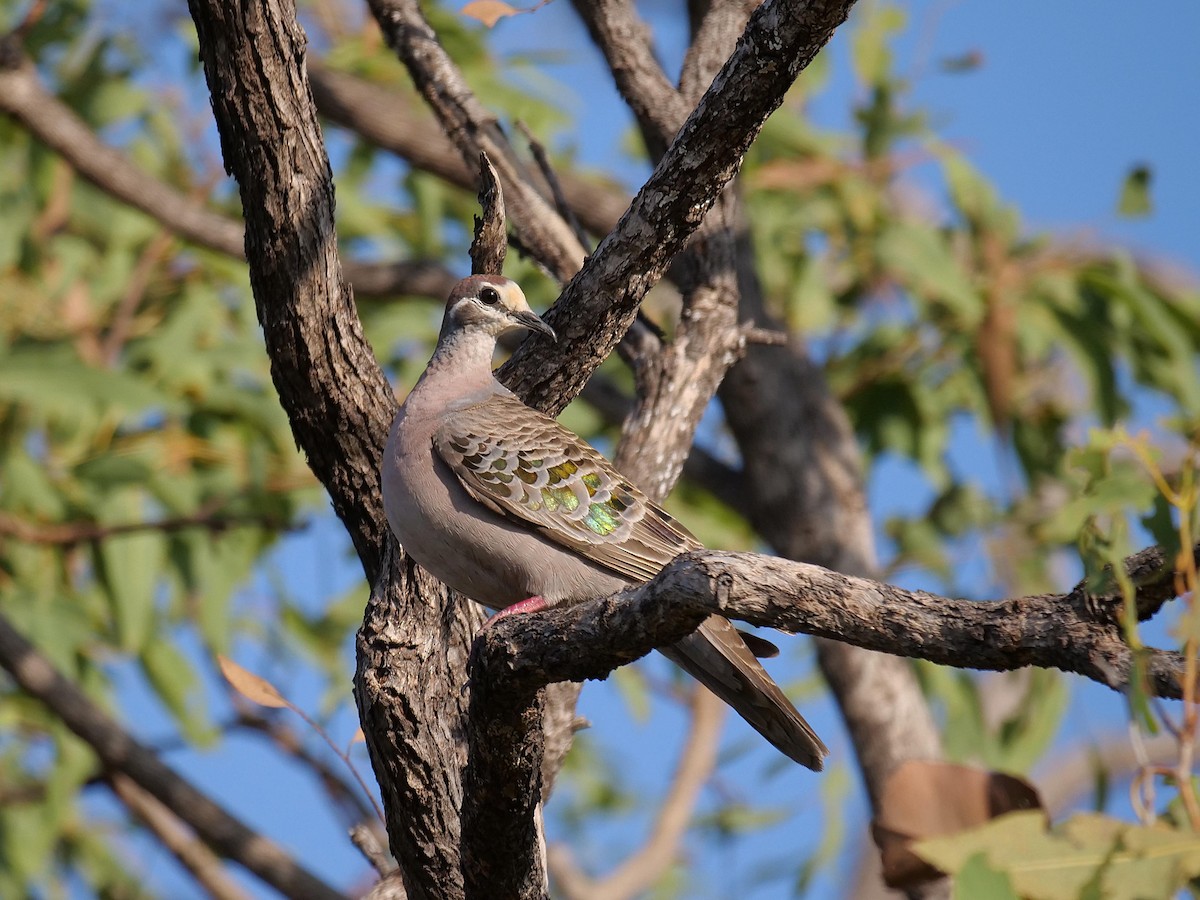 Common Bronzewing - ML646301529