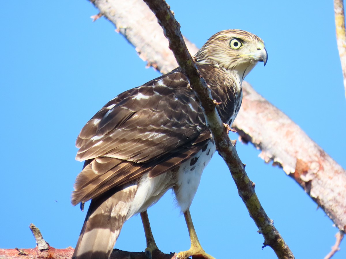 Sharp-shinned Hawk - ML646301530