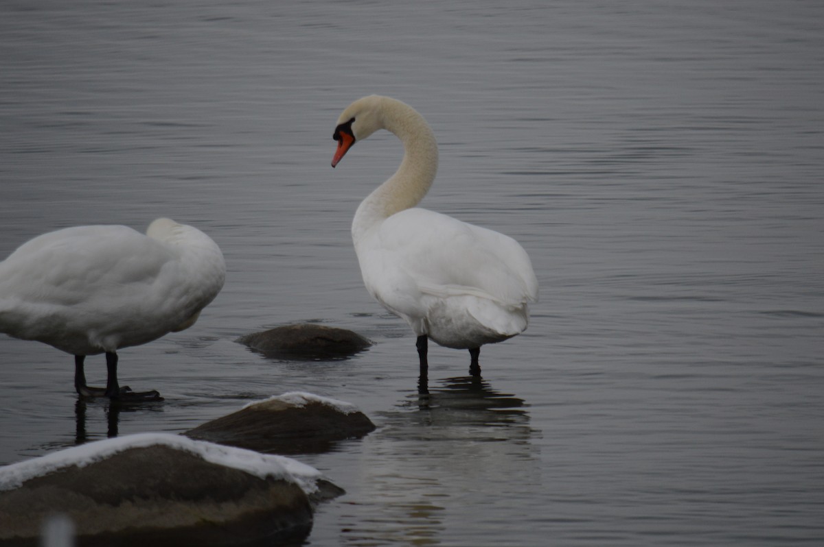 labuť velká - ML646301531