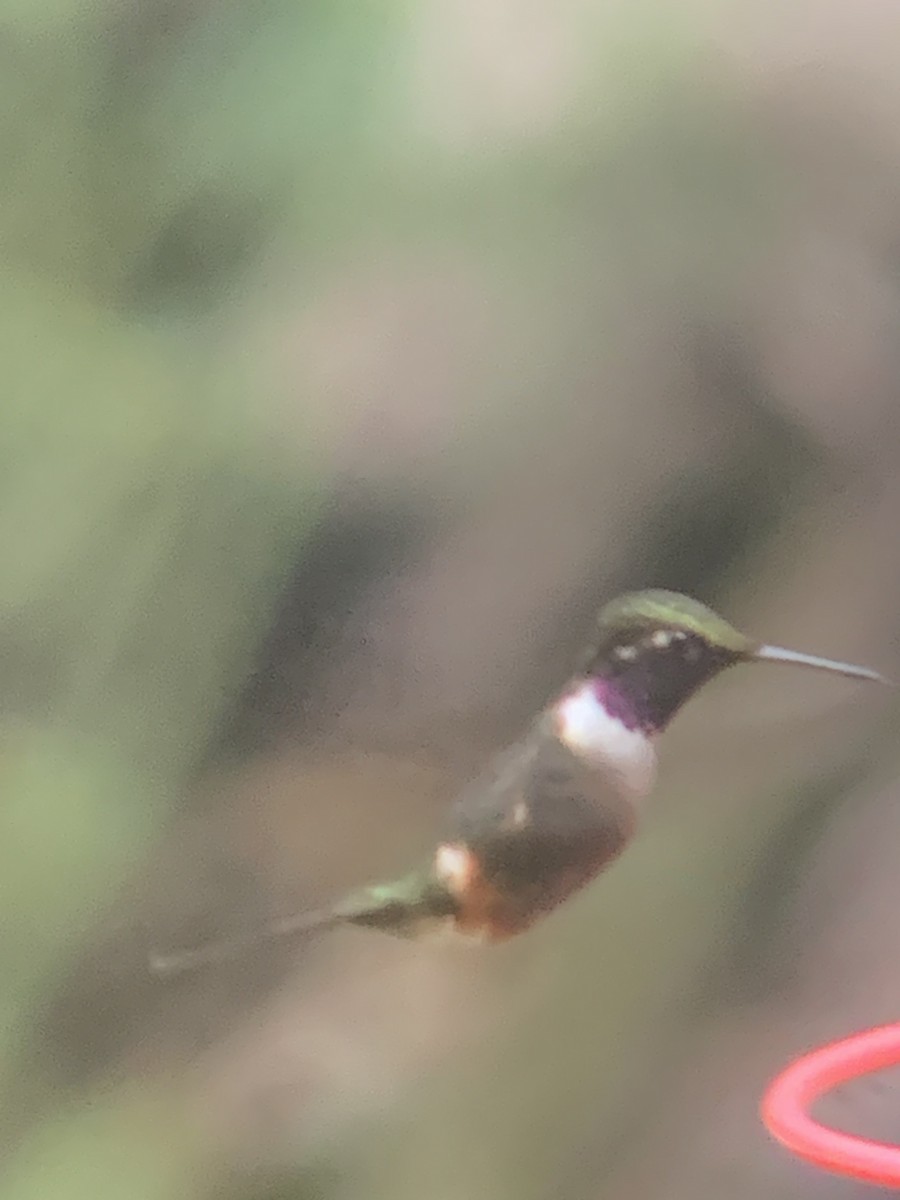 Purple-throated Woodstar - ML646301532