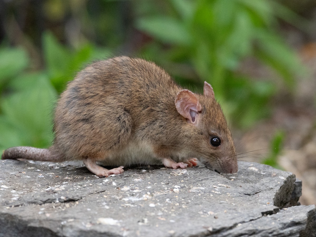 Mammals - ML646301533