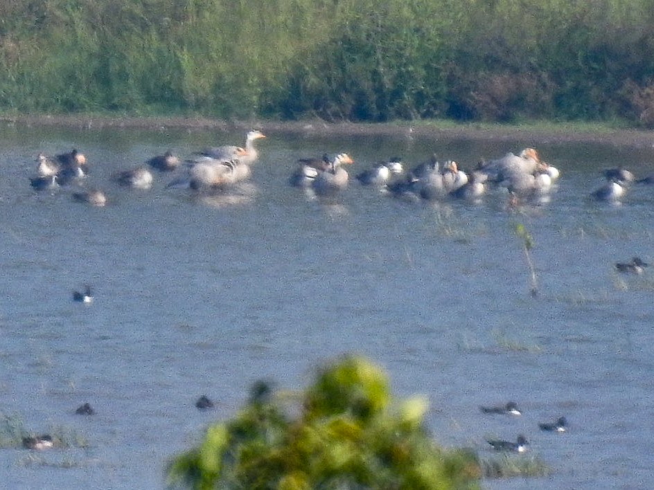 Oie à tête barrée - ML646301540