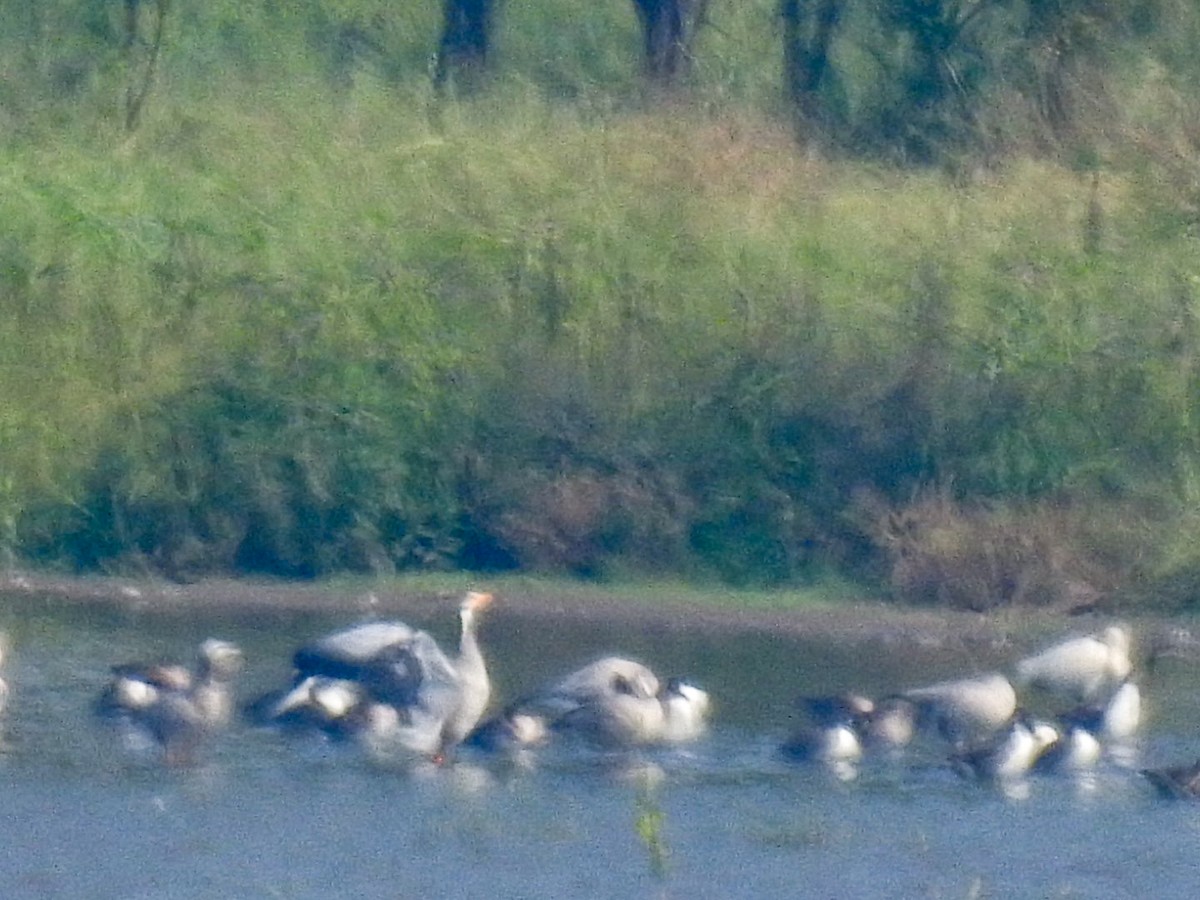 Oie à tête barrée - ML646301541