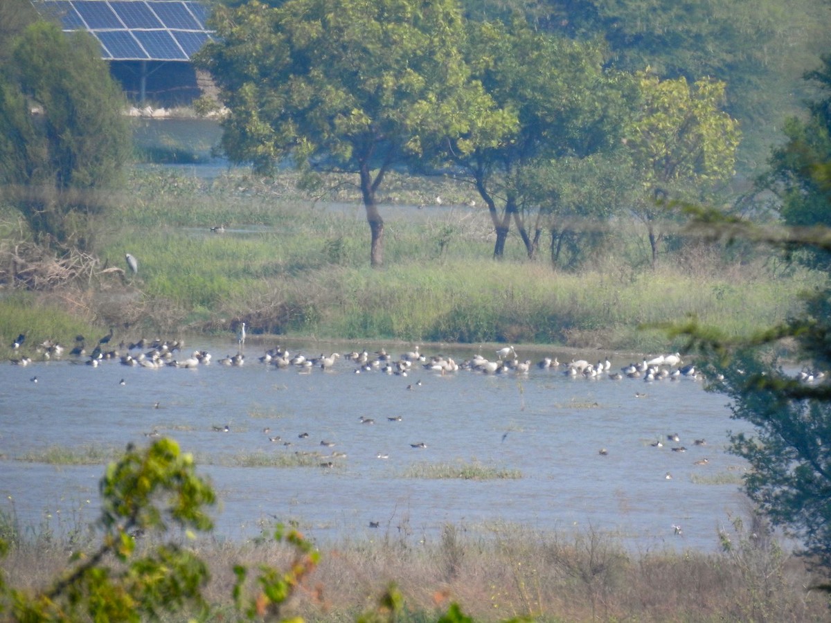 Oie à tête barrée - ML646301542