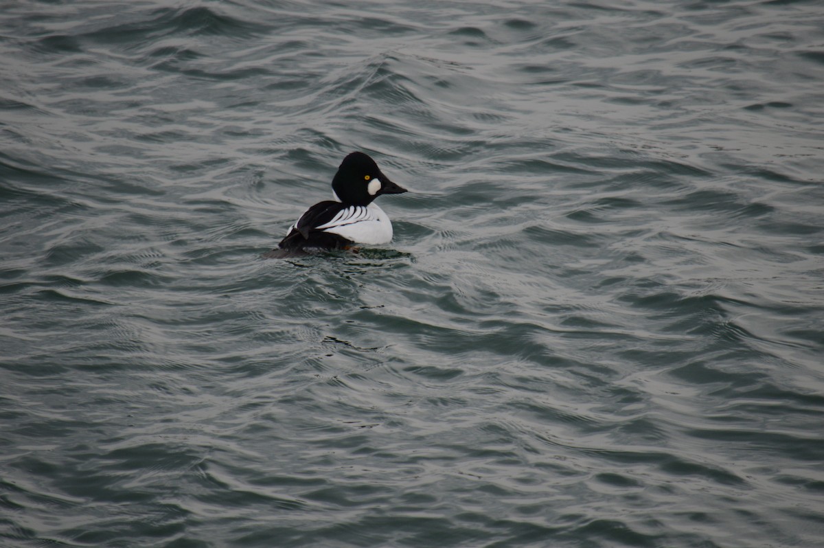 hohol severní - ML646301545