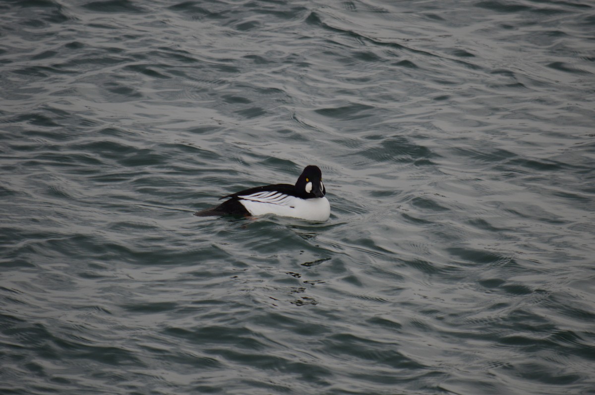 hohol severní - ML646301547