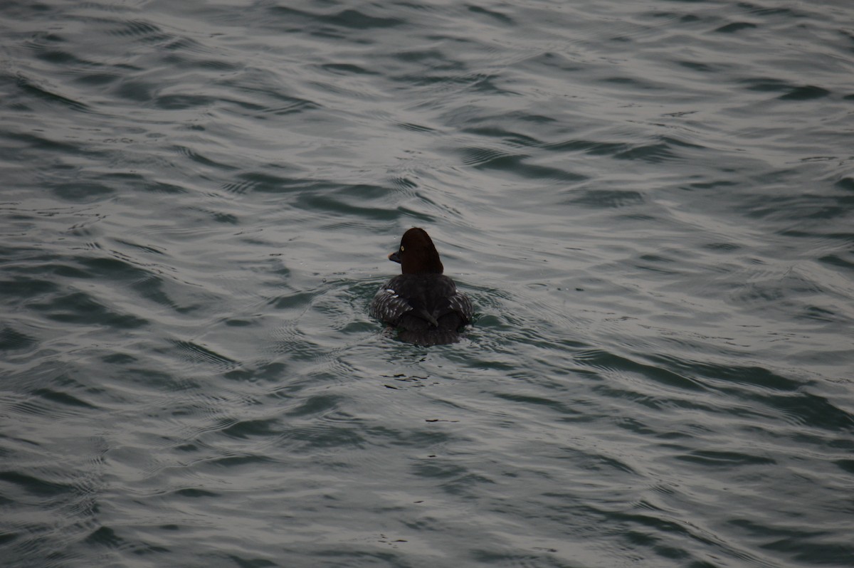 hohol severní - ML646301549