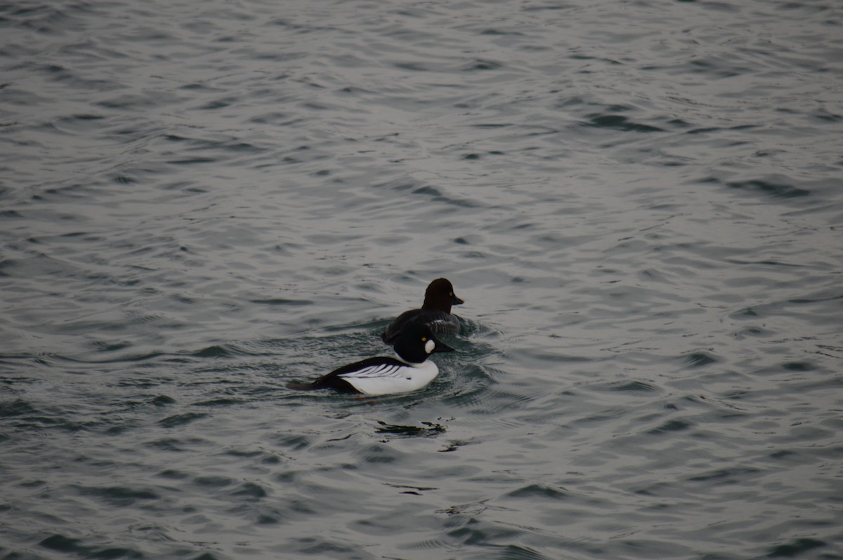 hohol severní - ML646301550