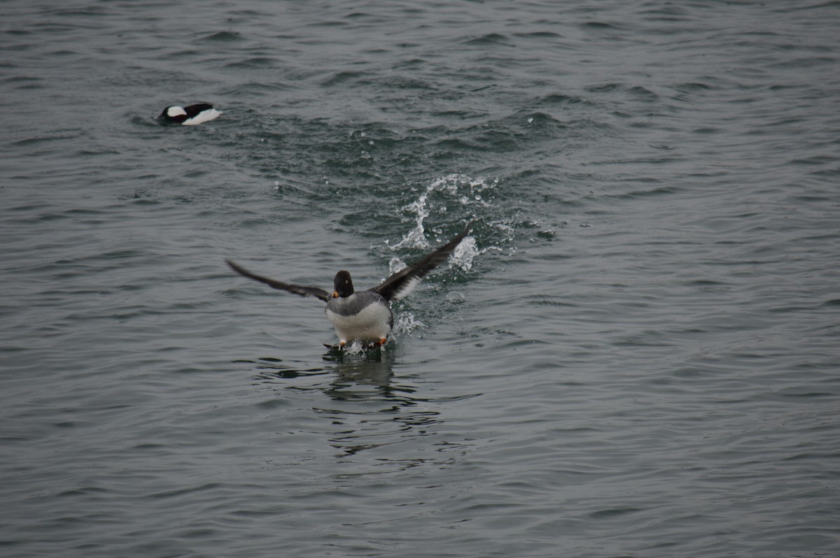 hohol severní - ML646301551