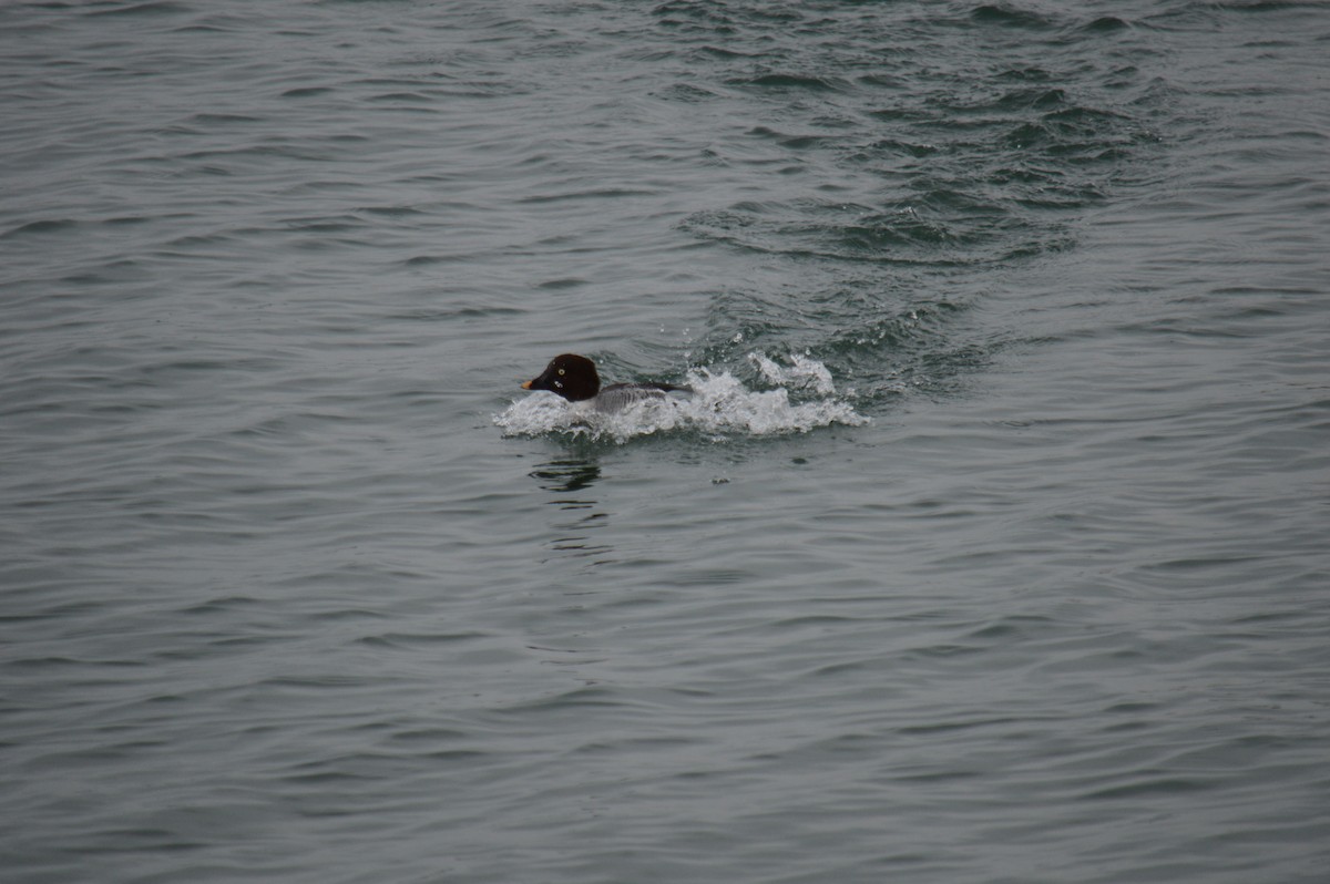 hohol severní - ML646301552