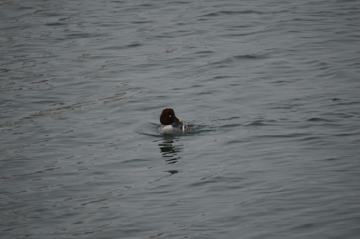 hohol severní - ML646301553