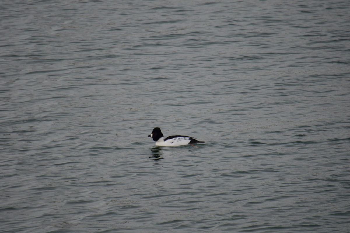 hohol severní - ML646301554