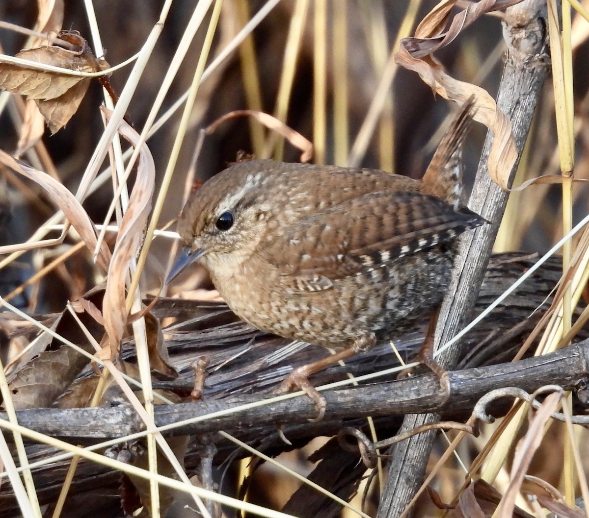 フユミソサザイ - ML646301556