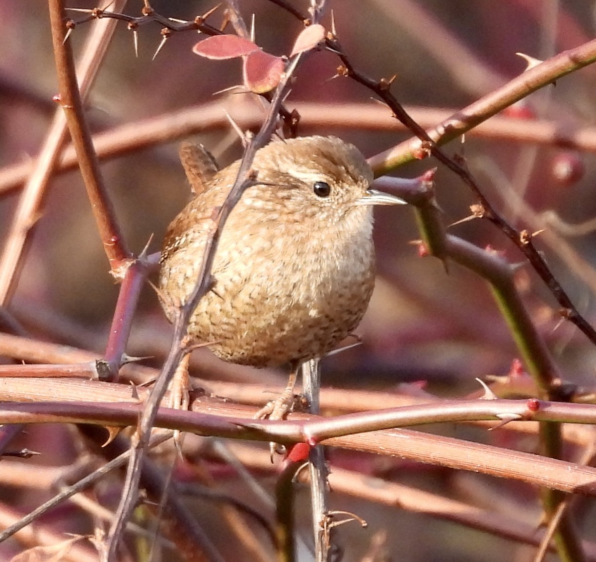 フユミソサザイ - ML646301557